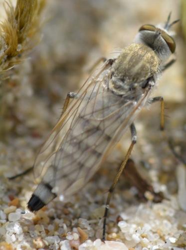 Acrosathe annulata